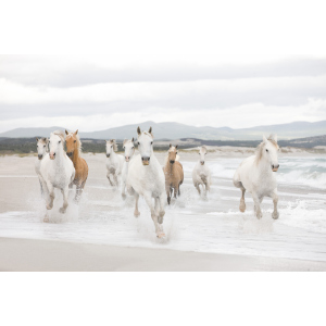 Фотообои бумажные Komar White Horses (Белые лошади) 368х254 см (8-986)