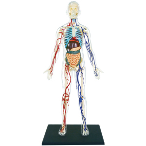 хороша модель Об'ємна анатомічна модель 4D Master Тіло людини прозоре (FM-626204) (4894793262044)