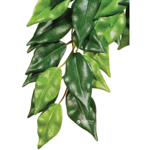 Рослина Hagen Ficus Medium (015561230407) ТОП в Вінниці